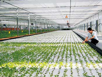 中南地区最大水培蔬菜厂昨日投产图