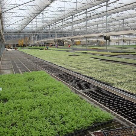 蔬菜育苗床温室大棚专用种菜苗床网
