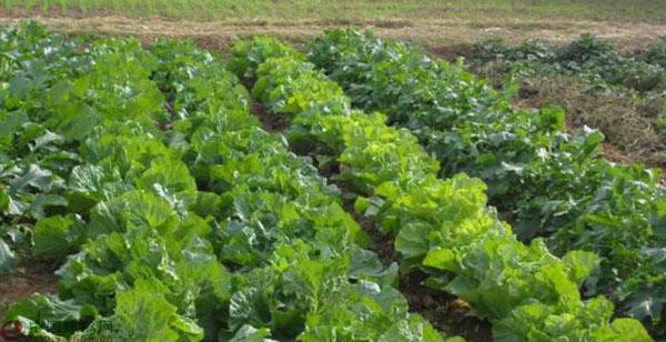 2016年河北承德蔬菜种植面积150万亩