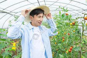农夫蔬菜大棚培育小番茄东方人高清图片素材